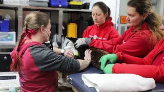 Incredible Rehabilitation of Small Fur Seal Patient [upl. by Rizas]