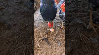 Is My Rooster A Chicken Egg Cannibal [upl. by Naves]