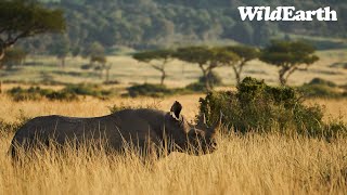 WildEarth  Monday AM Safari  1 April 2024 [upl. by Blankenship]