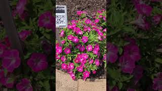 Surfinia Mounding petunia varieties at Metrolina Greenhouses trials [upl. by Borreri669]