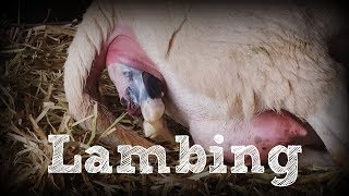 Katahdin Sheep Giving Birth [upl. by Bolling]