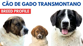 Cão de Gado Transmontano Breed Profile History  Price  Traits  Transmontano Cattle Dog Grooming [upl. by Atoked]