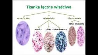 Tkanka łączna właściwa [upl. by Belsky501]