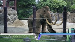 The Extinction And Resurrection Of The Woolly Mammoth [upl. by Samp]