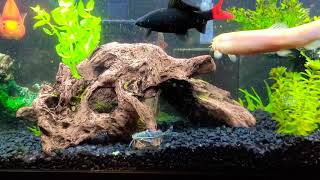 Pictus catfish addition to the tank [upl. by Gnilrits460]