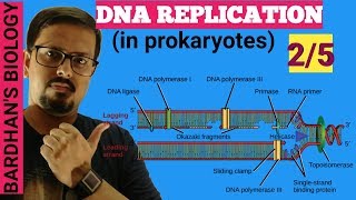 DNA REPLICATION in prokaryotes in HINDI 25 [upl. by Iramaj]