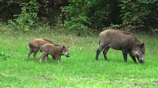 WILDSCHWEIN ELSA  Teufelssee Berlin 2020 [upl. by Aeila148]