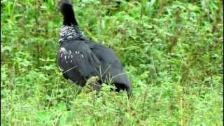 Horned Screamer  Anhima cornuta  Aves de Colombia Llanos Orientales [upl. by Rebmyt291]