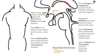 leptin and ghrelin hormones [upl. by Nofets97]