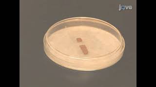 Screening Mutant Collections by Antibody Staining in Live Drosophila Embryo Dissection [upl. by Einwahs]