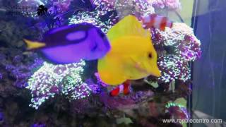 Feeding Mysis Shrimp to Reef Aquarium [upl. by Laurentium]