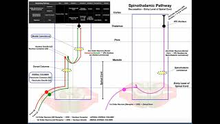 The Spinothalamic Pathway EXPLAINED  Pain amp Temperature [upl. by Diana]