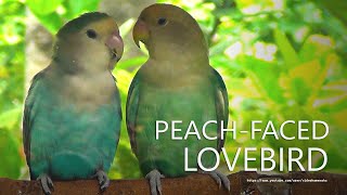 Lovebirds Sounds PeachFaced Lovebirds Green Opaline amp Sea Green During Midday to Afternoon [upl. by Viveca632]