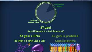 Biologia 21  Fisiologia del genoma umano [upl. by Derian]