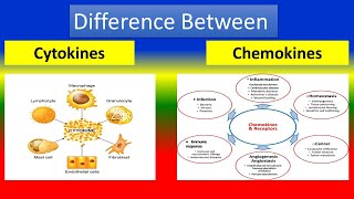 Difference Between Cytokines and Chemokines [upl. by Brose]