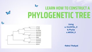 Construction of a Phylogenetic Tree  BSc Zoology  Evolutionary Biology [upl. by Wolfe]