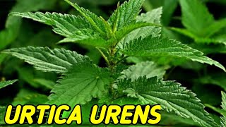 URTICA URENS homeopathic medicine full information urticaria HAH [upl. by Ecirtap803]