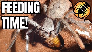 Huntsman spiders are CRAZY Feeding compilation [upl. by Hussey375]