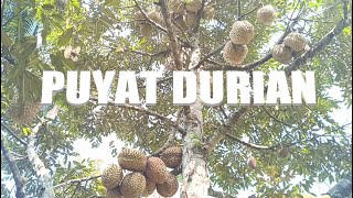 1 YEAR MUSANG KING AND PUYAT DURIAN [upl. by Crescen]