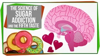 The Science of Sugar Addiction amp The Fifth Taste [upl. by Zetrok]