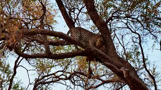 ‎⁨Leopard in a tree feeding in the Moremi Game Reserve⁩ ⁨NorthWest⁩ ⁨Botswana⁩ Okavango Delta [upl. by Atteras]