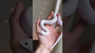 Leucistic hognose snake 🐍 [upl. by Geraldina72]