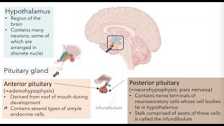 Hypothalamic Pituitary Axis [upl. by Roseline429]