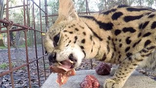 Hangry Serval [upl. by Gabrielson]