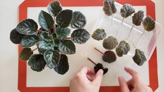 African violet Saintpaulia easy amp simple propagation from leaf to plantlet [upl. by Narbig381]