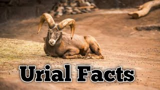 Amazing Facts About the Urial [upl. by Claudio601]