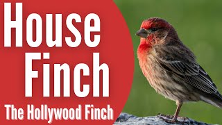 House Finch  The Hollywood Finch [upl. by Assirralc]