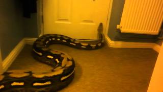 huge reticulated python [upl. by Delphine]