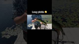 Everything we caught dock fishing fishingequipment fish basslife music fishing funny [upl. by Bekaj219]