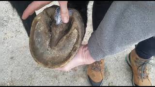 Does your horse have frog thrush central sulcus infection How to cure thrush DIY thrush treatment [upl. by Aleb8]