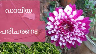 Dahlia plant care in Malayalam [upl. by Joanne]