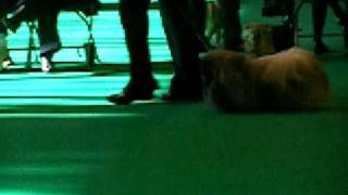 Pekingese Yearling dog CRUFTS 2009 [upl. by Ninetta]