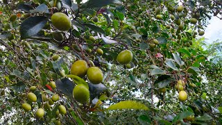 Ceylon Olive Tree Elaeocarpus serratus [upl. by Nymassej]