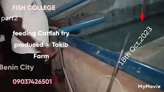 Catfish fry feeding  Takib farmBenin CityBe inspire to produce fast growing Catfish [upl. by Ailemor172]