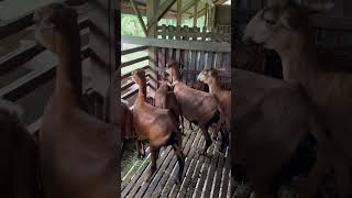 BARBADOS BLACKBELLY SHEEP [upl. by Gelasius920]