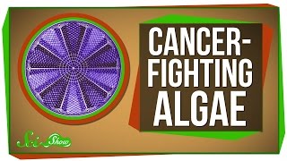 Genetically Engineered CancerFighting Algae [upl. by Nael498]