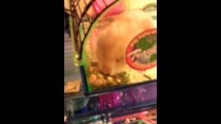 Ewwww Regurgitating Hamster [upl. by Shani]