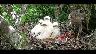 Sparrowhawk nest  from egg to first flight  ハイタカの巣  새매 [upl. by Korrie]