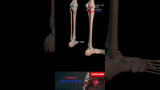 Ankle joint anatomy  3 bones of ankle [upl. by Lishe49]