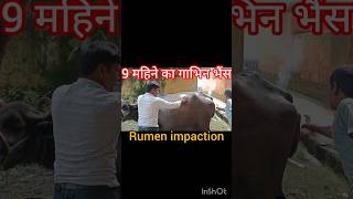 treatment of rumen impaction in Buffalo ampcow bloat tympany गोबर का बंद लगना shortsvideoanimals [upl. by Norven]