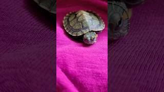 Cuddling With My Baby Turtle 😍 babyturtle cuddling shorts [upl. by Damek]