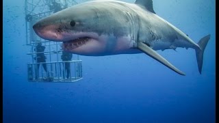 Guadalupe Great White Sharks HD video [upl. by Meil495]