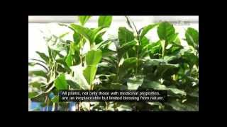 Science News 2012 English Plant Cell Culture Technology Targets SelfSufficiency in Rare Plants [upl. by Eniahpets549]