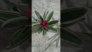 Beautiful Bromeliad plant [upl. by Anabel614]