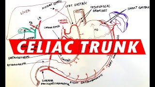 Celiac Trunk  Arterial supply to the Stomach [upl. by Nahtaj]