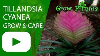 Tillandsia cyanea  grow and care Houseplant [upl. by Kaule]